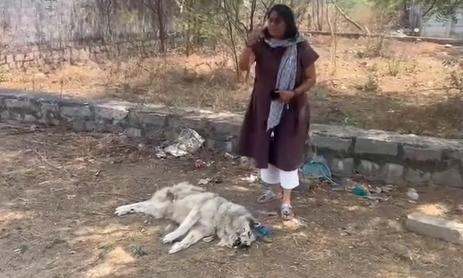 NGO Rescues Abandoned Huskies in Shankarpally