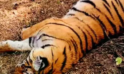 Madhav National Park: Tigress MT 6 Enclosed After Suspected Fatal Attack on Villager