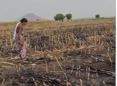 Fire Destroys 15 Acres Maize Crop in Mahbubabad