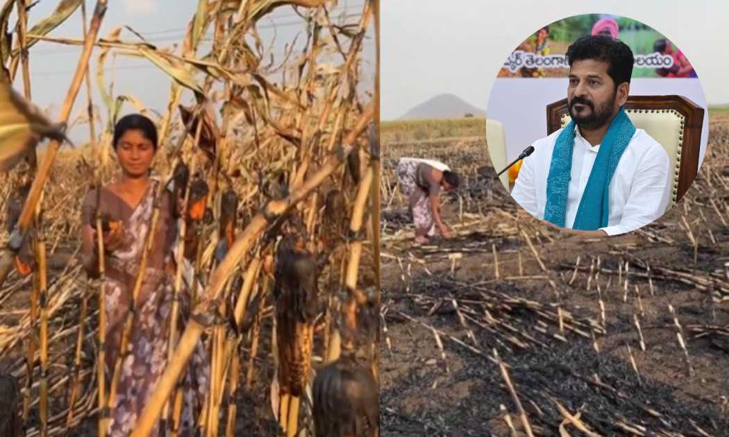 Revanth Assures Relief to Farmers After Maize Crop Fire in Nirmal