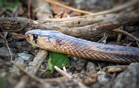 One More Child Dies After Snake Bite In Kerala