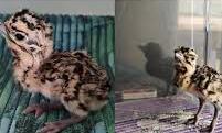 Gujarat : Great Indian Bustard Chick Born In Wild After Decade Goes Missing
