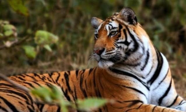 MP: Tigress, 4 Cubs Die in Kanha National Park