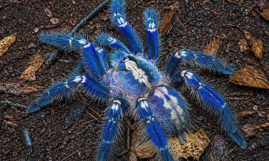 AP Steps Forward for Conservation of Peacock Tarantula