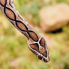 Snakebite Death Toll Rises In Kerala As 64-Year-Old Man Dies During Treatment