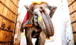 Elephant Brought To Temple Turns Violent, Kills One, Injures Mahout