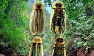 New Fireflies Species Discovered In Meghalaya's Mawlynnong