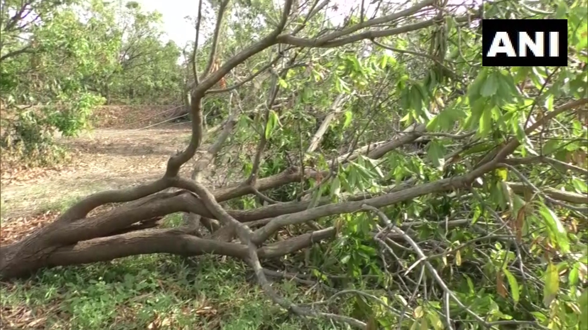 Hailstorms, Gusty Winds Snap Power Lines, Hit Orchards in Rayalaseema