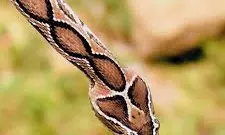 Snakebite Death Toll Rises In Kerala As 64-Year-Old Man Dies During Treatment Snakebite Death Toll Rises In Kerala As 64-Year-Old Man Dies During Treatment