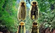 New Fireflies Species Discovered In Meghalayas Mawlynnong