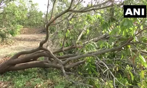 Hailstorms, Gusty Winds Snap Power Lines, Hit Orchards in Rayalaseema
