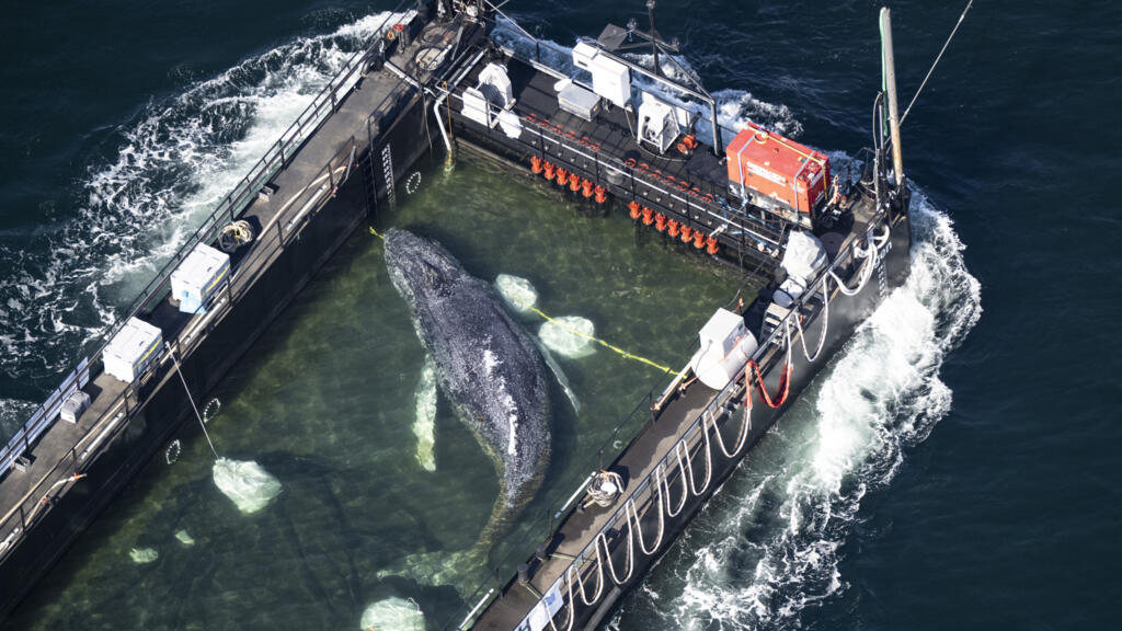 Humpback Whale Stranded In Germany Released Into North Sea
