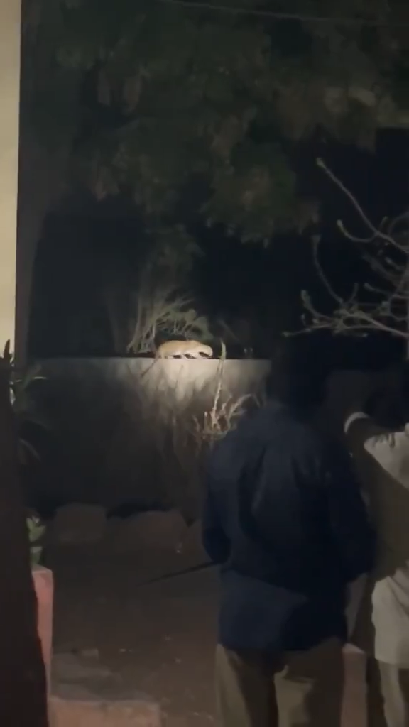 Leopard Sightings Trigger Panic Near Srisailam