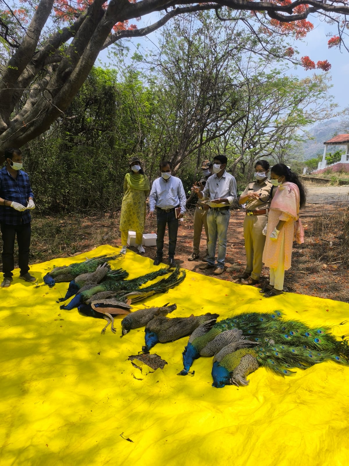 H5NI Virus Kills More than 40 Peacock In Tumakuru, Precautionary Measures In Place