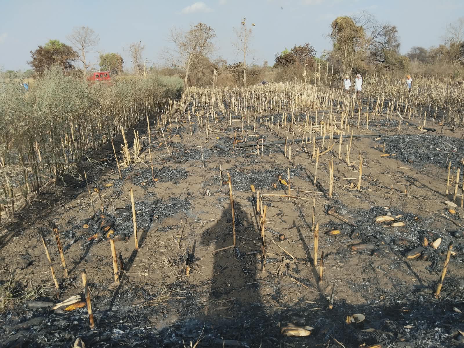 Fire Accidents Rising in Agricultural Fields Due to Hanging Wires, Load on Transformers