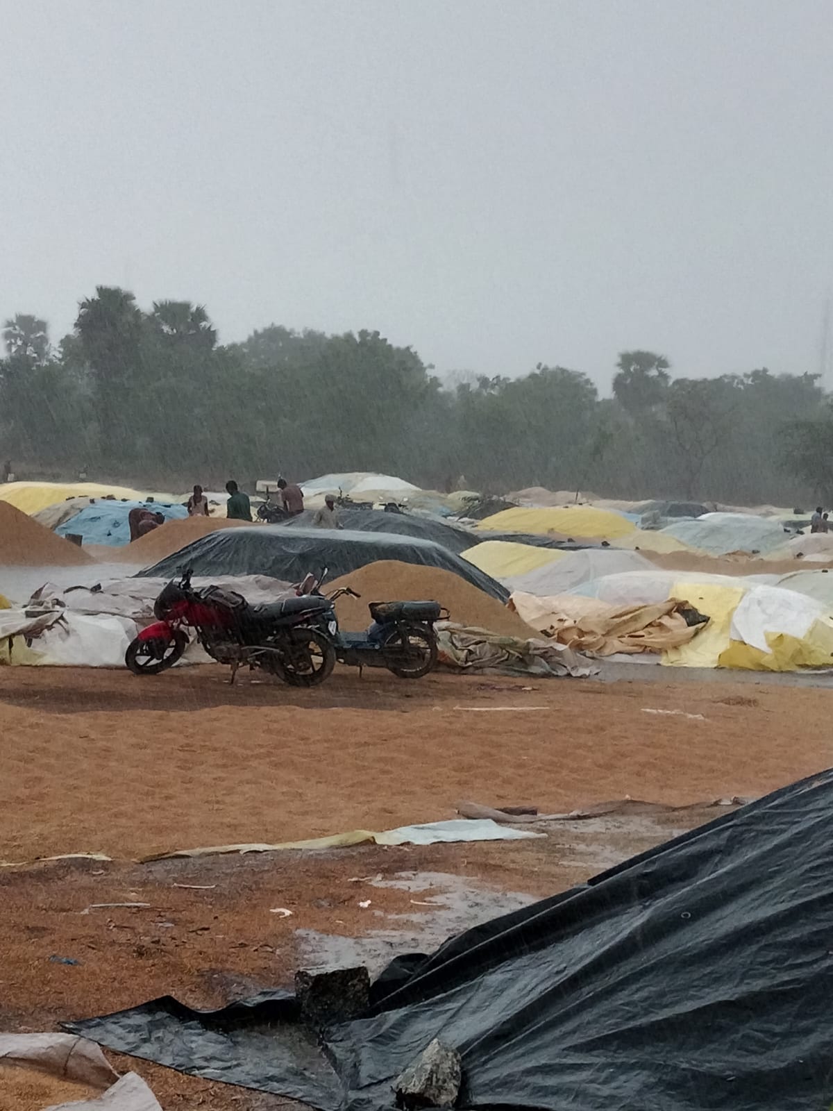 Unseasonal Rains in Mahbubabad, Warangal Districts Damage Crops