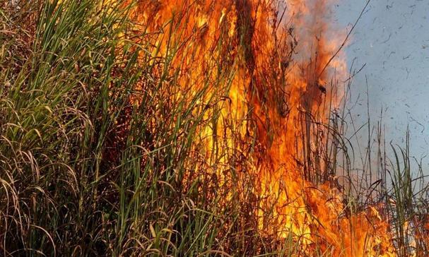 800 Quintals Maize Destroyed in Suspected Arson