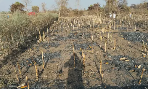 Fire Accidents Rising in Agricultural Fields Due to Hanging Wires, Load on Transformers Fire Accidents Rising in Agricultural Fields Due to Hanging Wires, Load on Transformers