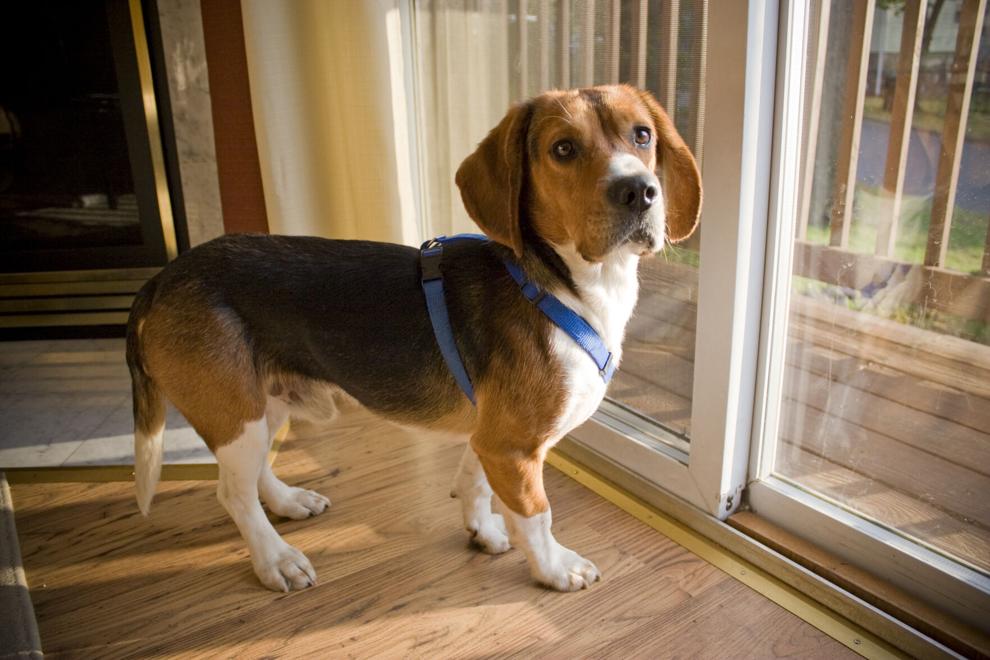 1,500 Beagles Will Get New Lives, Warm Laps After Release From Research Facility