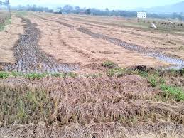 Telangana: Trees Uprooted, Crops Ruined In Flash Rains