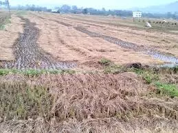Telangana：树木被连根拔起，农作物在突如其来的降雨中被毁