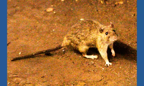 A Suspected Outbreak Of The Hantavirus On A Cruise In The Atlantic Kills 3 People