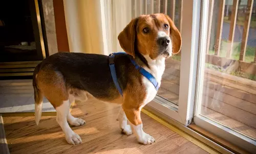 1,500 Beagles Will Get New Lives, Warm Laps After Release From Research Facility