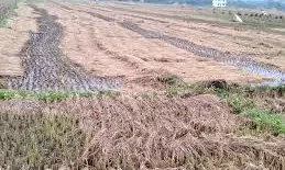 Telangana: Trees Uprooted, Crops Ruined In Flash Rains Telangana: Trees Uprooted, Crops Ruined In Flash Rains