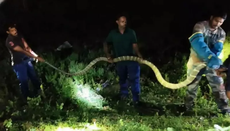 Giant King Cobra Rescued From Chicken Shop In Odisha’s Kaptipada Giant King Cobra Rescued From Chicken Shop In Odisha’s Kaptipada
