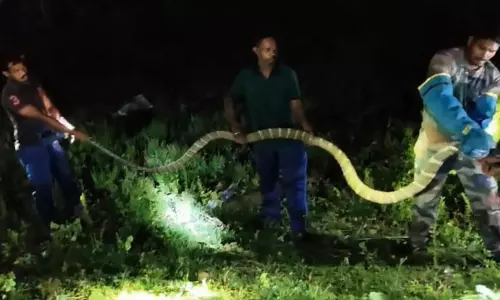 Giant King Cobra Rescued From Chicken Shop In Odisha’s Kaptipada Giant King Cobra Rescued From Chicken Shop In Odisha’s Kaptipada