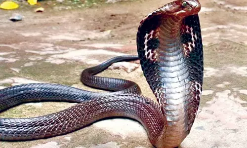 Study Finds Cobra Numbers Rising in City