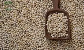 Adilabad Jowar Stocks Rot in Warehouses, Unfit for Human Consumption Adilabad Jowar Stocks Rot in Warehouses, Unfit for Human Consumption