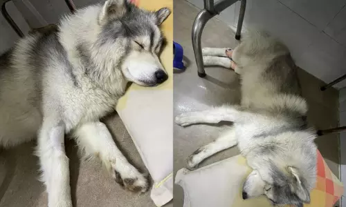 Rescued Huskies Total Goes Up To 11