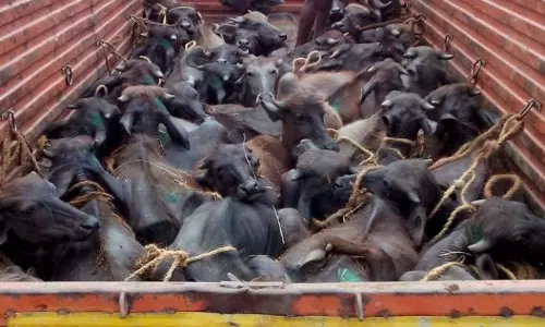 Man Sentenced For Cow Slaughter Case In Visakhapatnam Man Sentenced For Cow Slaughter Case In Visakhapatnam