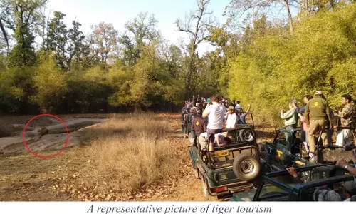 Tourism Stress Alters Tiger Breeding: CCMB Study Tourism Stress Alters Tiger Breeding: CCMB Study
