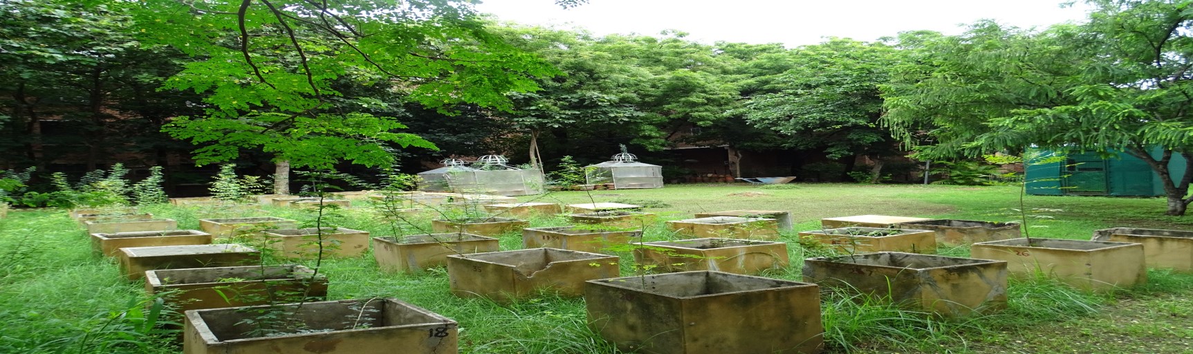 Carbon Credit score: Research Finds Underground Treasure Of Delhi’s Forests