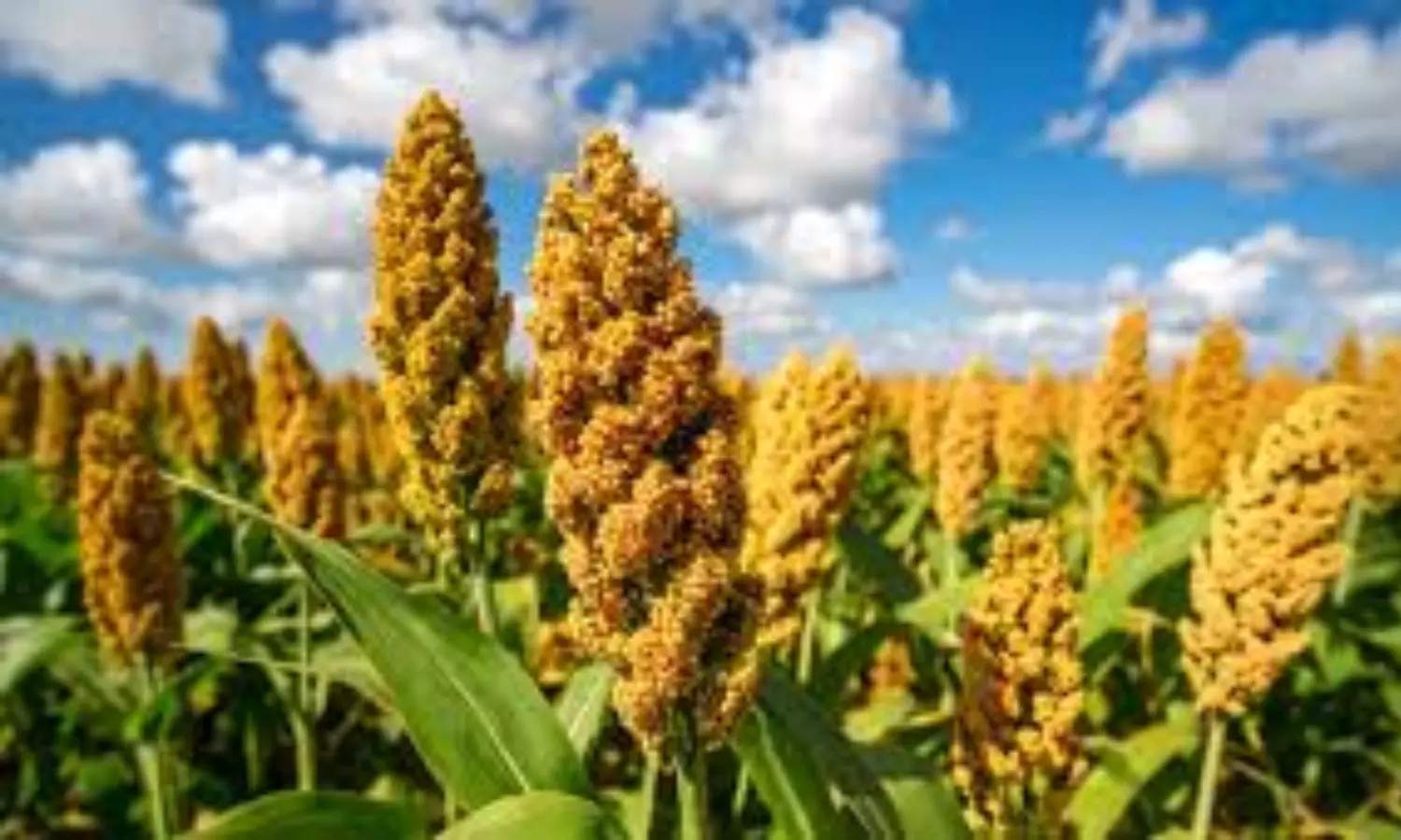 Adilabad Farmers Cultivate Jowar as Second Crop, Face Storage crunch Adilabad Farmers Cultivate Jowar as Second Crop, Face Storage crunch