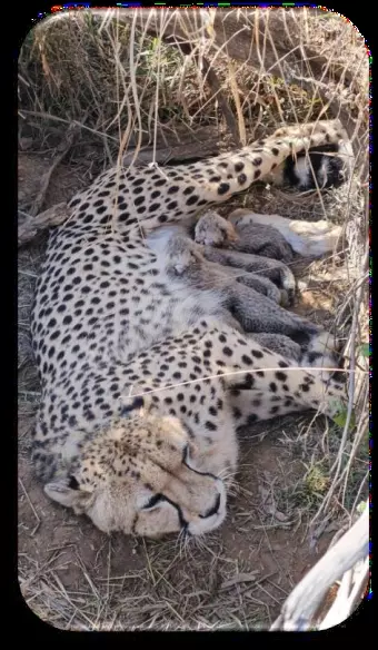 International Mother’s Day: “Kuno’s Moms” Keep Hope For India’s Cheetah Project Alive, Carry Wild Cat Population To 3rd Generation International Mother’s Day: “Kuno’s Moms” Keep Hope For India’s Cheetah Project Alive, Carry Wild Cat Population To 3rd Generation