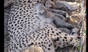 Mother’s Day: Kuno’s Moms Keep Hope for India’s Cheetah Project Alive Mother’s Day: Kuno’s Moms Keep Hope for India’s Cheetah Project Alive