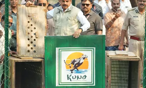 Madhya Pradesh/ 2 Botswana Cheetahs Released Into Wild in Kuno, Join 15 Others in Free Range in National Park Madhya Pradesh/ 2 Botswana Cheetahs Released Into Wild in Kuno, Join 15 Others in Free Range in National Park