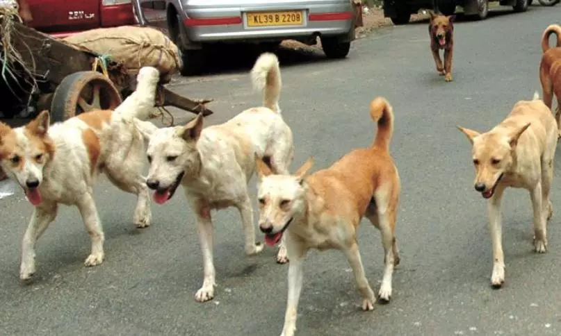 Mans Morning Walk Turns Fatal After Dog Scare Mans Morning Walk Turns Fatal After Dog Scare