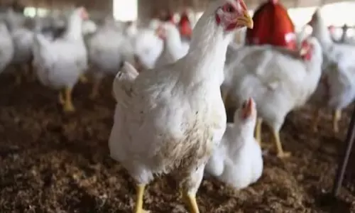 Chicken Rates Cross Rs 350 Per Kg in Hyderabad