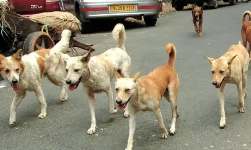 Mans Morning Walk Turns Fatal After Dog Scare