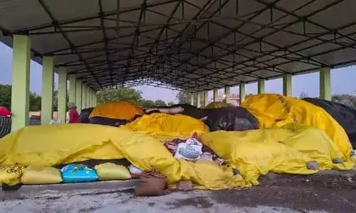 Sunflower Farmers Hit As Stocks Pile Up Awaiting Purchase Sunflower Farmers Hit As Stocks Pile Up Awaiting Purchase