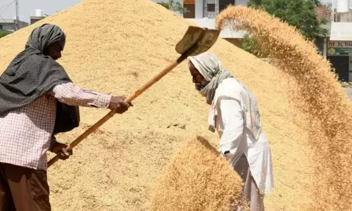 Paddy Shifting Expedited Ahead of Rains Paddy Shifting Expedited Ahead of Rains