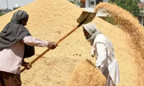 TN Targets 79 Lakh Metric Tonnes of Paddy Despite El Nino