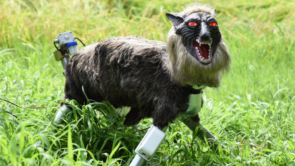 Japan Robot Wolves In High Demand To Scare Off Bears