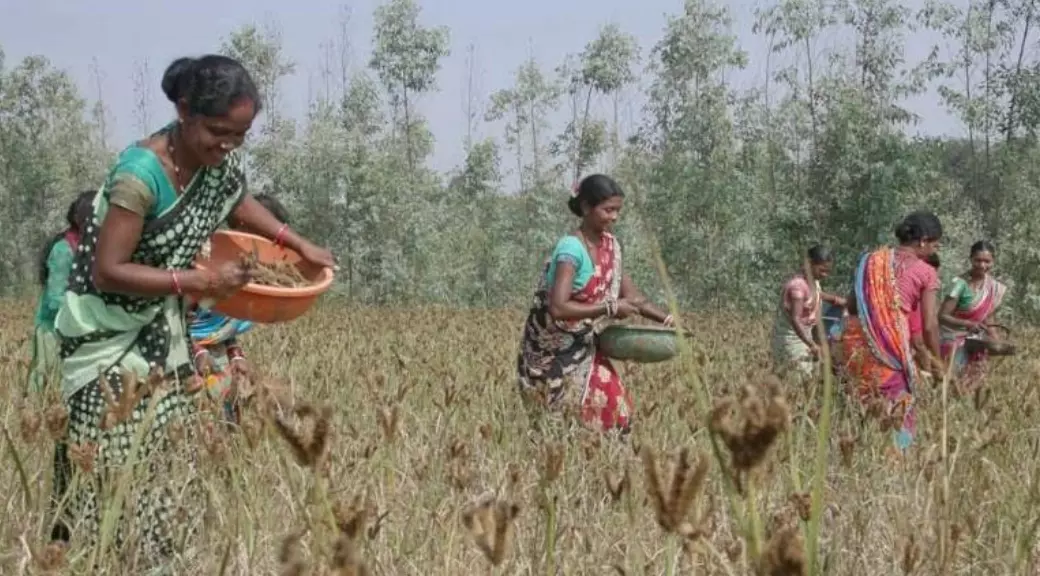 Women Farmers Earn Rs 89 Lakh Through Sustainable Millet Cultivation Women Farmers Earn Rs 89 Lakh Through Sustainable Millet Cultivation