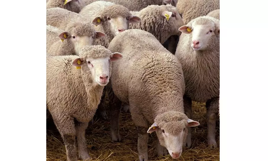 Shepherd, 20 Sheep Killed In Wall Collapse As Gales Create Mayhem Shepherd, 20 Sheep Killed In Wall Collapse As Gales Create Mayhem