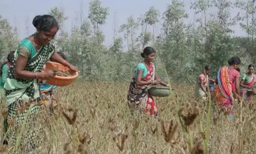 Millet Cultivation to Rise as Demand Grows
